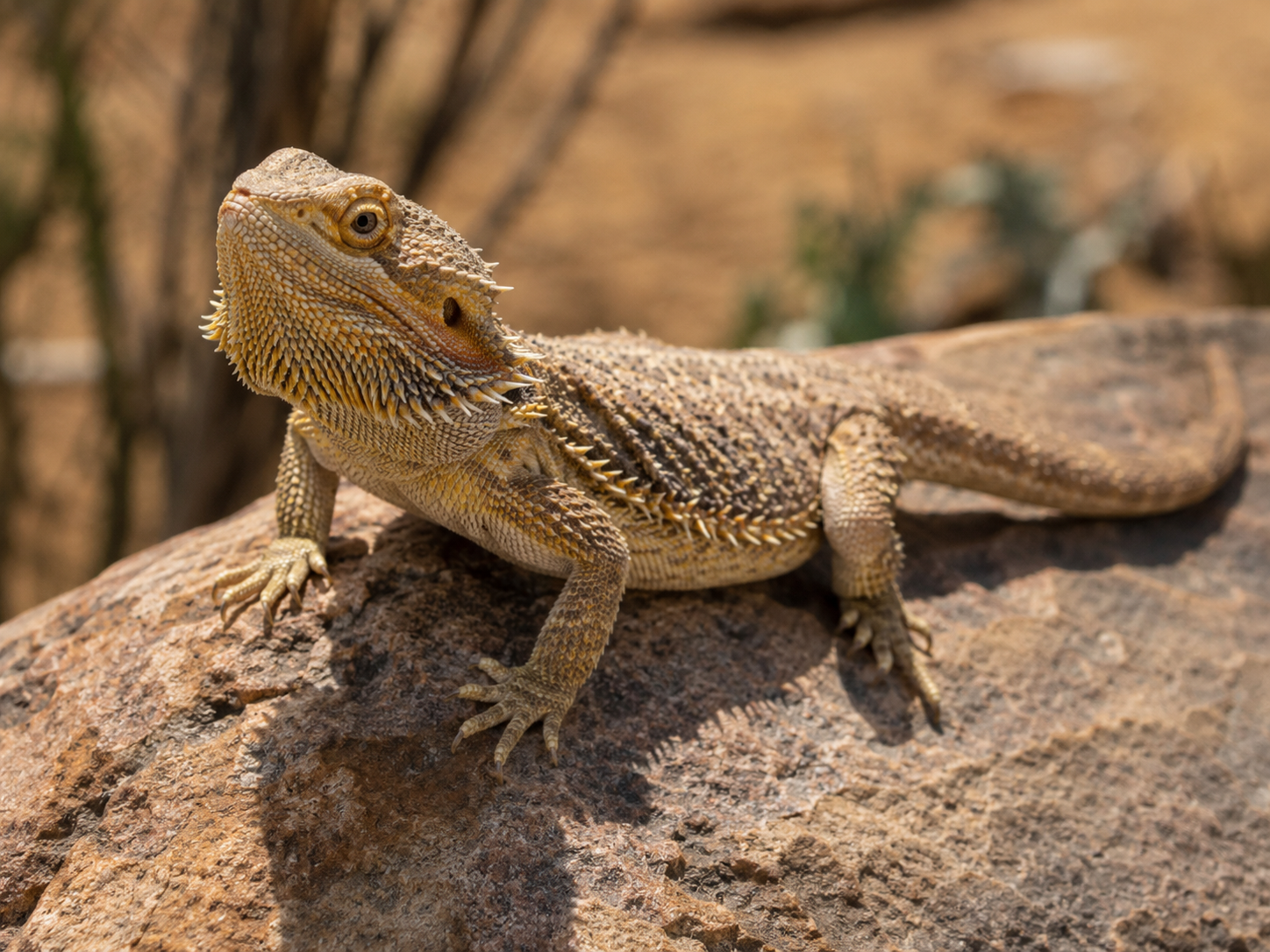 Photograph of a bearded dragon resting on a sunlit rock
