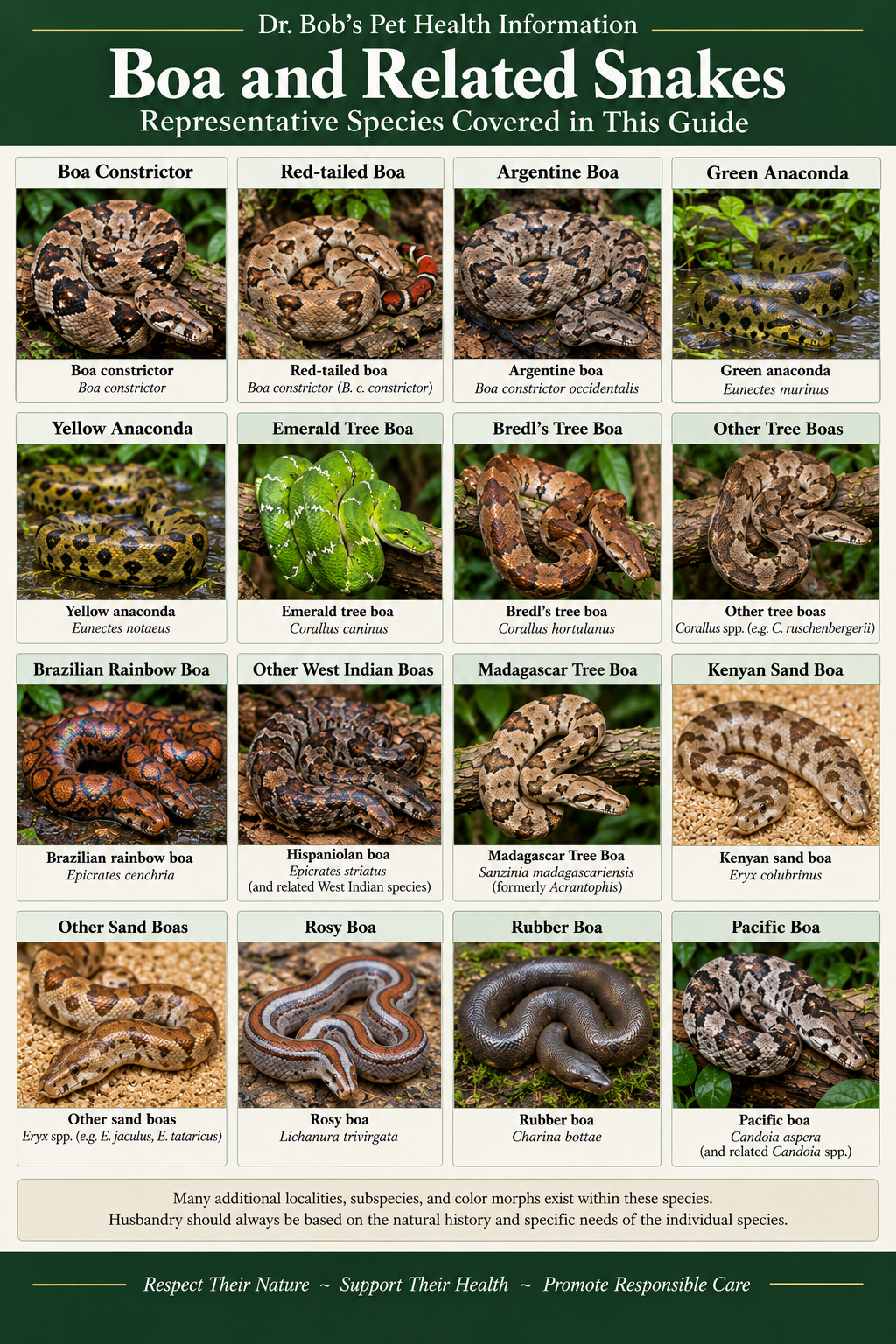 Representative boa and related snake species covered in the guide, including boa constrictor, red-tailed boa, Argentine boa, anacondas, tree boas, rainbow boas, sand boas, rosy boa, rubber boa, and Pacific boa