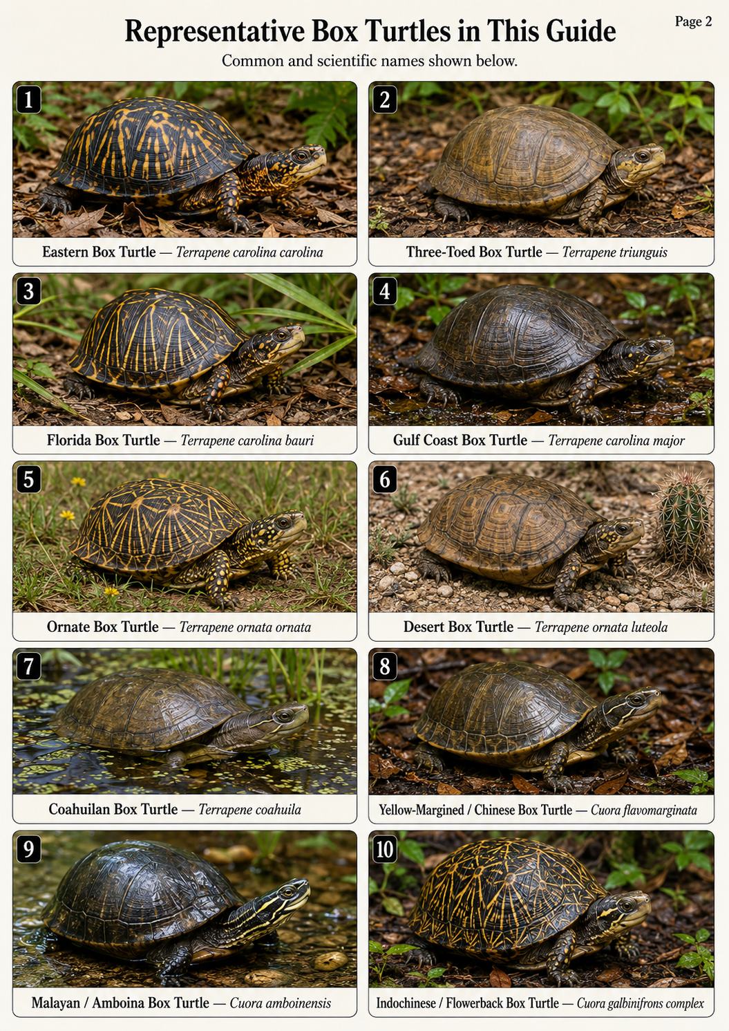 Labeled photorealistic reference page showing the box turtle types discussed in the article, including eastern, three-toed, Florida, Gulf Coast, ornate, desert, Coahuilan, yellow-margined, Malayan or Amboina, and Indochinese or flowerback box turtles
